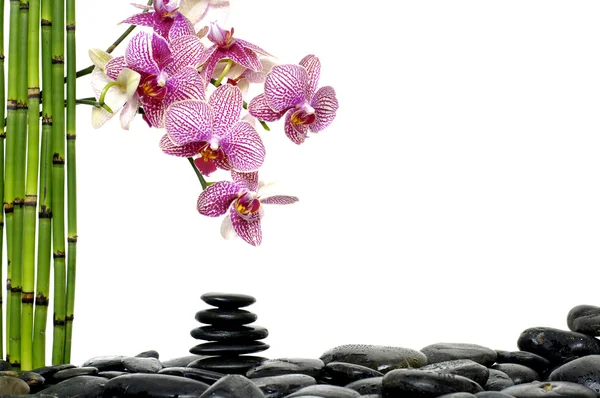Orchidee auf Kiesel — Stockfoto