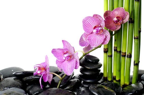 Orchidea su ciottolo — Foto Stock