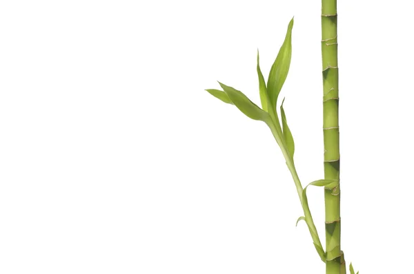 Groene gelukkige bamboe — Stockfoto