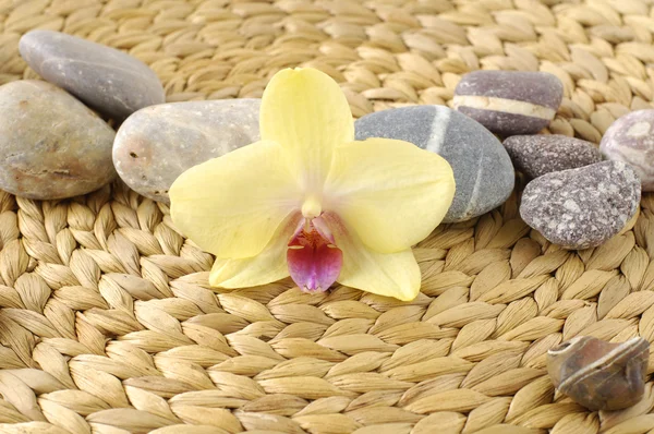 Pietre e orchidea gialla — Foto Stock
