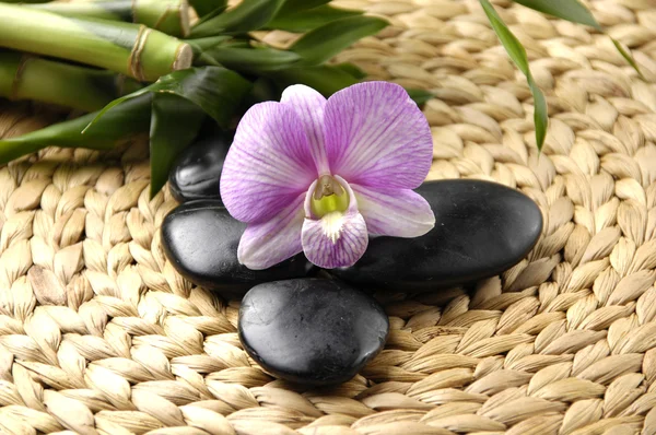 Orquídea rosa con piedras — Foto de Stock