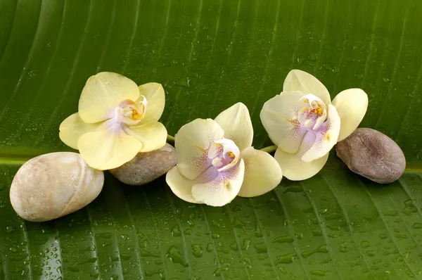 Orchid and black stones — Stock Photo, Image