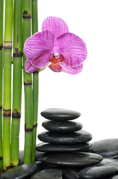 Steine mit Orchideenblüte lizenzfreie Stockbilder