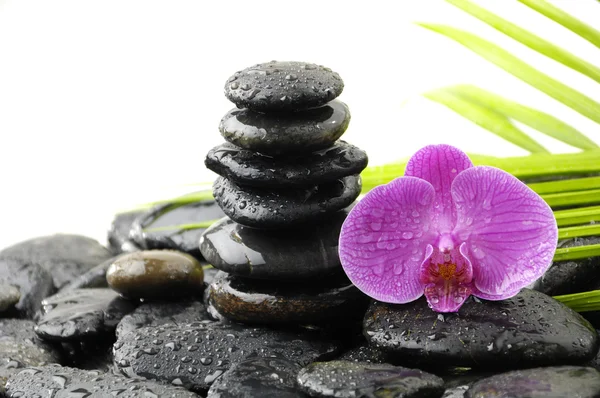 Piedras con planta verde y orquídea Imágenes de stock libres de derechos