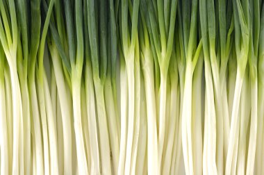 Fresh Scallion clipart