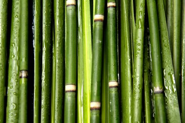 Bambu ince orman