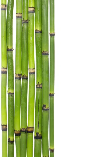 Lucky bamboo grove — Stockfoto