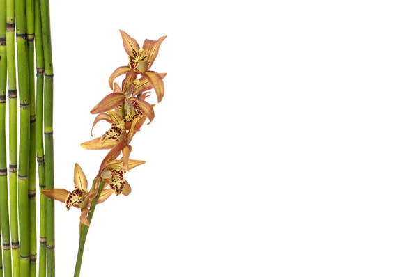 Orchid och bambu pinnar — Stockfoto