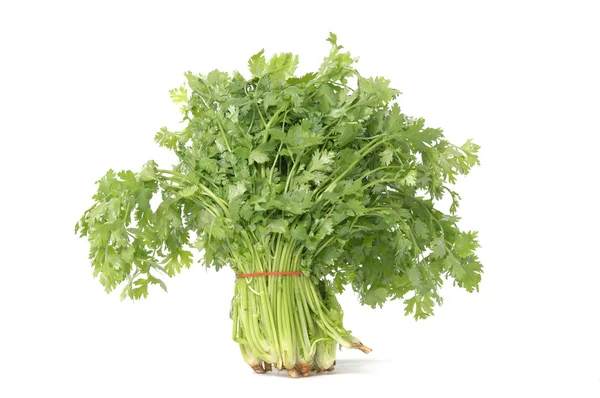 Fresh curly parsley — Stock Photo, Image