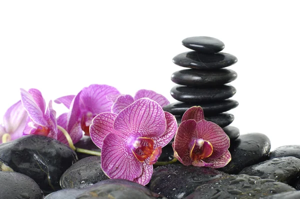 Stones in balance with pink orchid — Stock Photo, Image