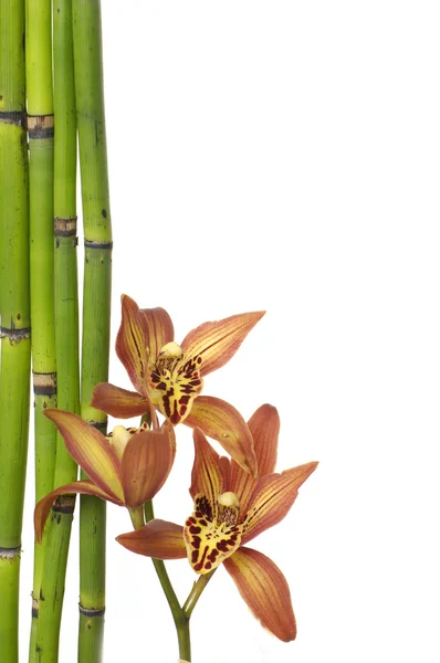 Orchid och bambu pinnar — Stockfoto