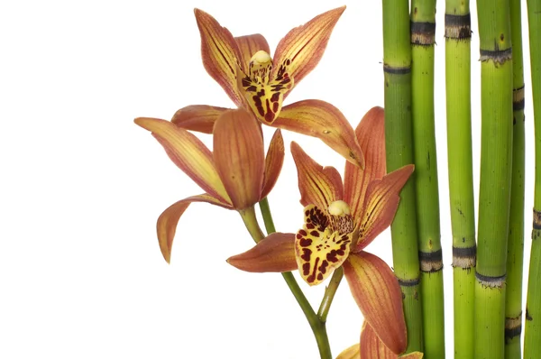 Bastoncini di bambù e orchidea — Foto Stock
