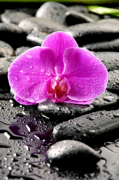 Pembe orkide cins ıslak çakıl — Stok fotoğraf