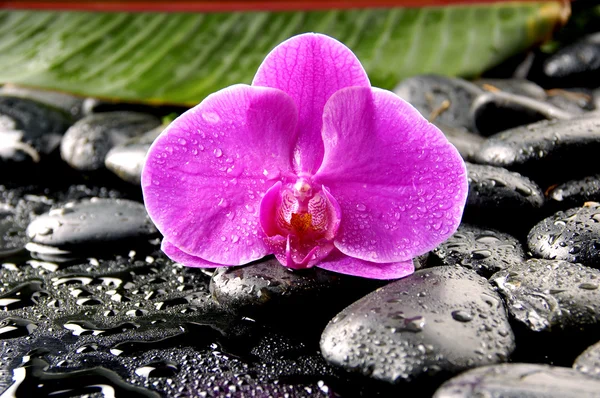 Orchidea rosa su ciottoli bagnati — Foto Stock