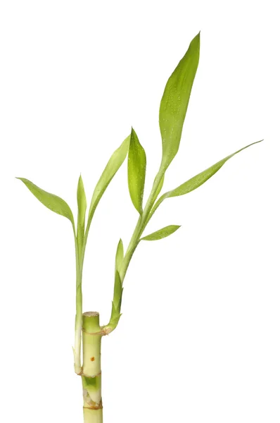 Lucky bamboo — Stock Photo, Image