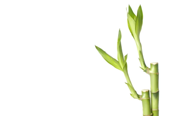 Lucky bamboo — Stock Photo, Image