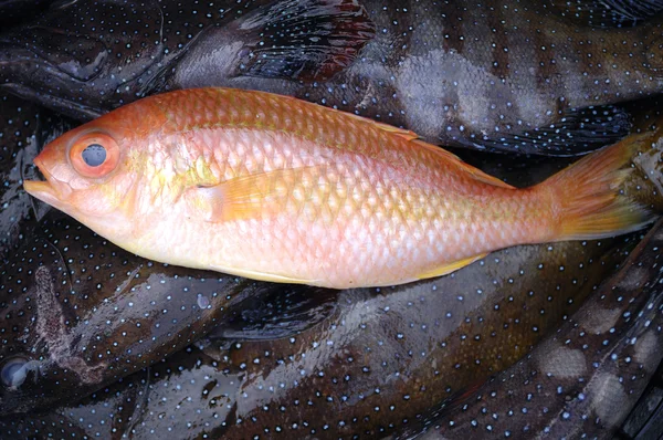 빨간 신선한 생선 — 스톡 사진