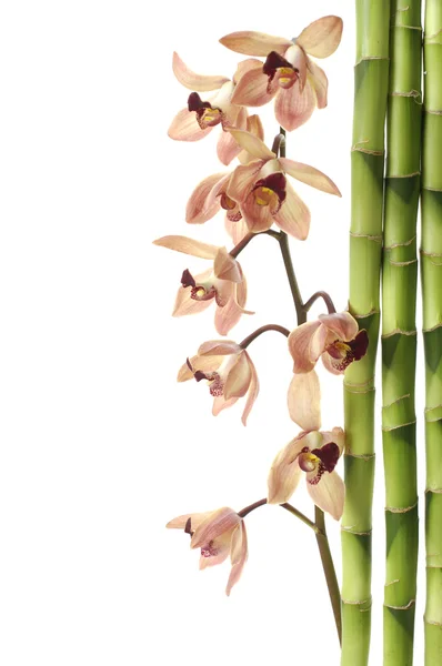 Орхидея и зеленая бамбуковая роща — стоковое фото