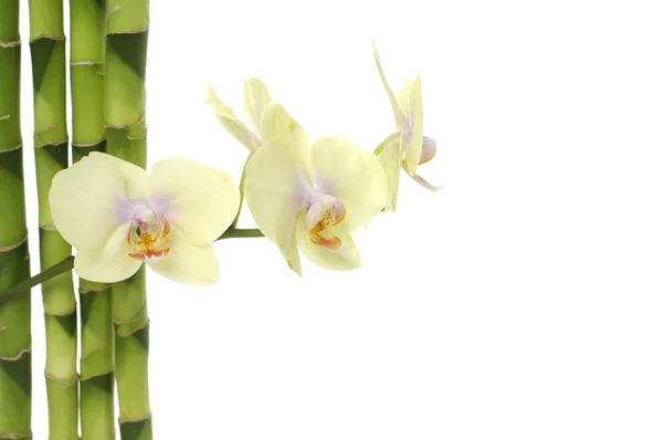 Orchidee und grüner Bambushain — Stockfoto