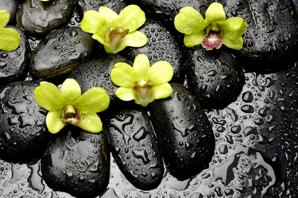 Orquídea sobre guijarro en gotas de agua — Foto de Stock