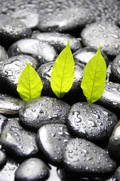 Planta verde sobre guijarro húmedo — Foto de Stock