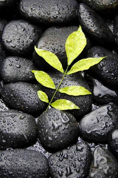 Islak çakıl taşı üzerinde yeşil bitki — Stok fotoğraf