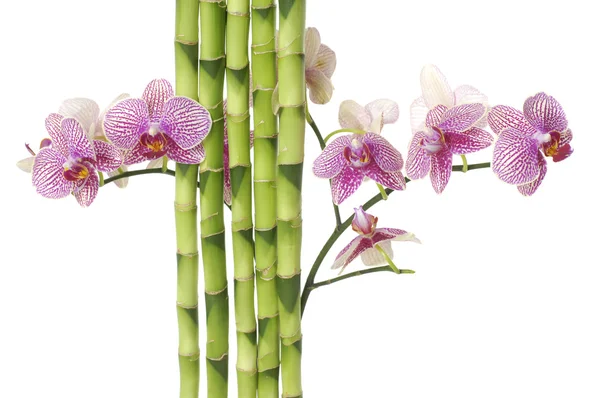 Orchidee und grüner Bambushain — Stockfoto