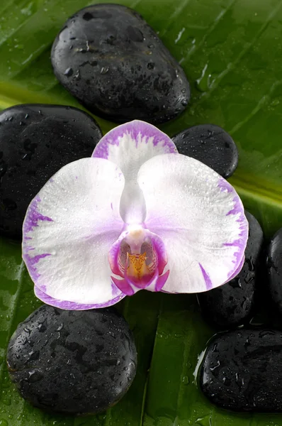 Orchidea e pietre — Foto Stock