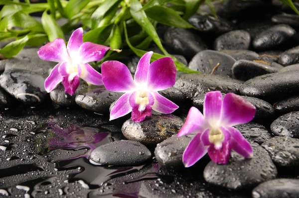 Natürmort taş ve pembe orkide — Stok fotoğraf