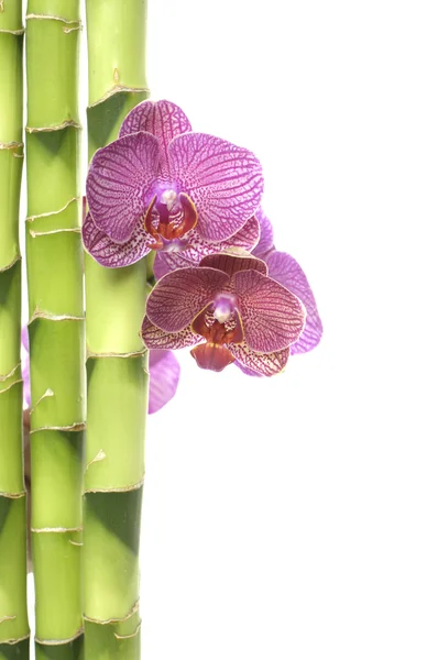 Orquídea e bosque de bambu verde — Fotografia de Stock