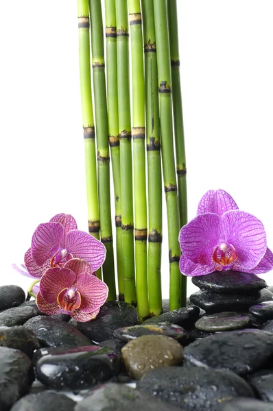 Grove and pink orchid on pebble — Stock Photo, Image