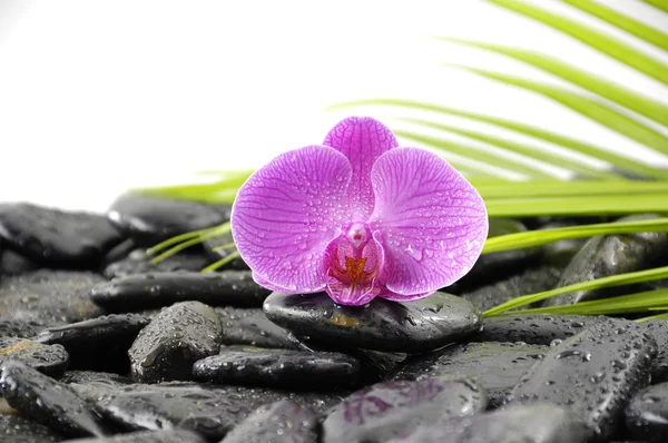 Orchidej na oblázkové — Stock fotografie