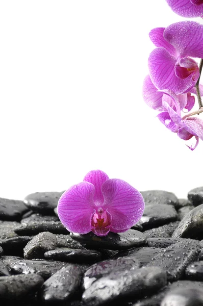 Orchid on pebble — Stock Photo, Image