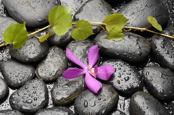 Orchid on pebble — Stock Photo, Image