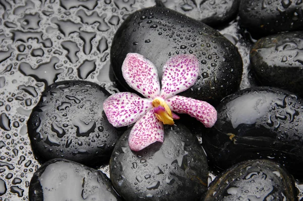 Orchid on pebble — Stock Photo, Image