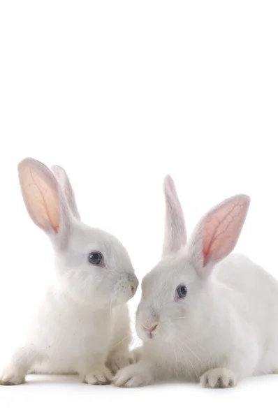 Baby rabbits. — Stock Photo, Image