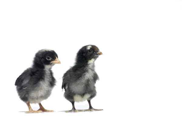 Black little chicken — Stock Photo, Image