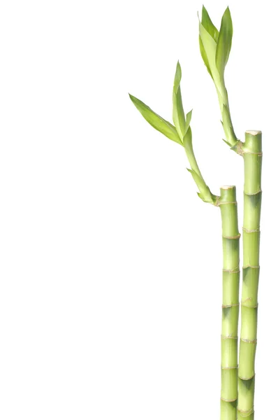 Изолированный бамбук — стоковое фото
