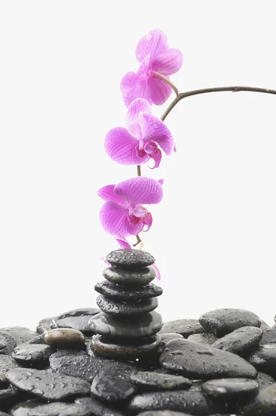 Pink orchid and stones — Stock Photo, Image