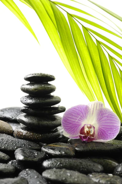 Pembe orkide ile natürmort — Stok fotoğraf