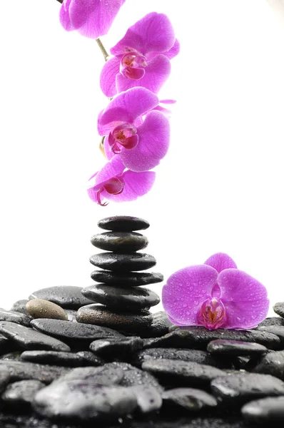 Still life with pink orchid — Stock Photo, Image