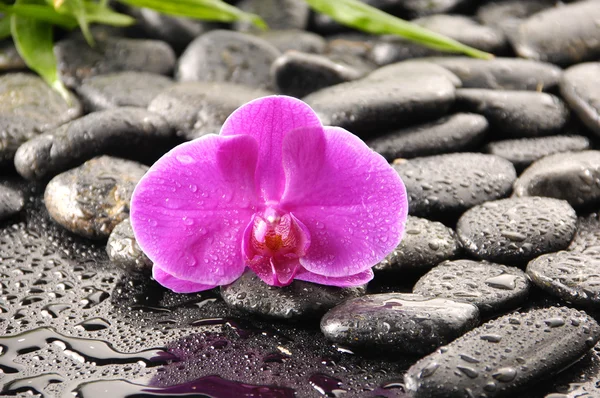 Orchidea na żwir w wodzie spada — Zdjęcie stockowe