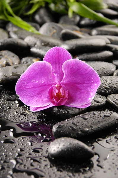 Орхидея на гальке в каплях воды — стоковое фото