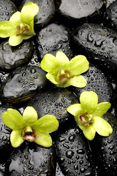 Orchidee auf Kiesel in Wassertropfen — Stockfoto