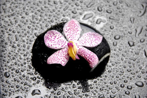 Orchid on pebble in water drops — Stock Photo, Image