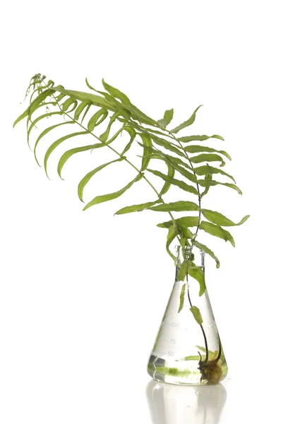 Green young fern leaf in vase — Stock Photo, Image