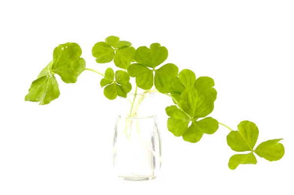 Four leaf clover in vase — Stock Photo, Image