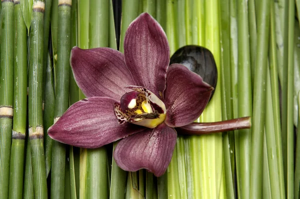 Makró orchidea növény — Stock Fotó