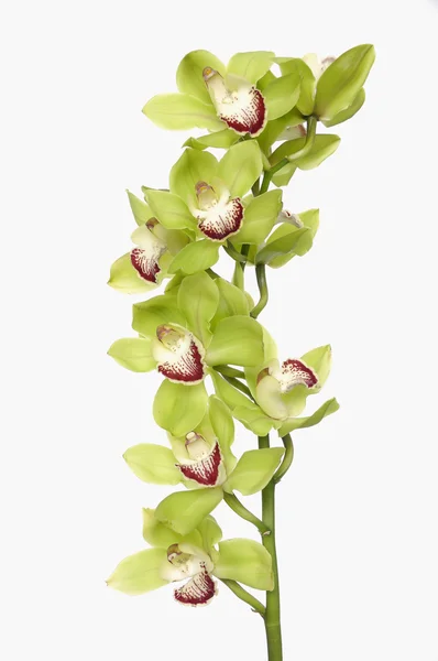 Orchidea verde — Foto Stock