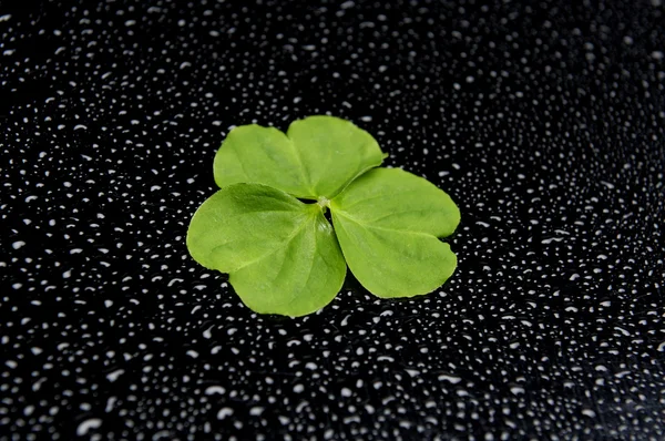 Five leaf clover — Stock Photo, Image